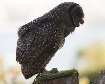 Sooty Owl
