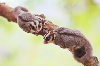 Sugar Glider