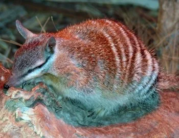 Numbat animal