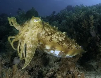 Australian Giant Cuttlefish