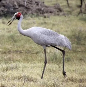 Brolga bird