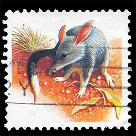 Greater Bilby