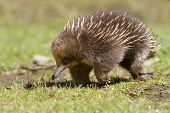 Echidna egg laying mammal