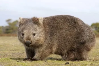Wombat animal