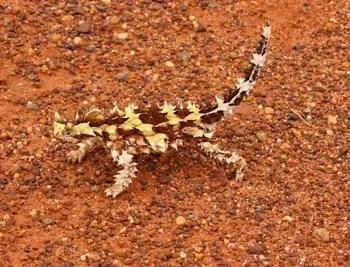 Thorny Devil