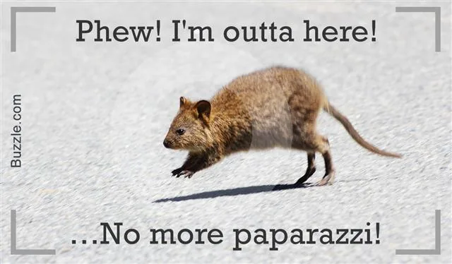 A young quokka crossing a road
