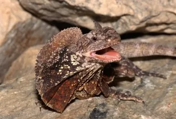 Frill necked Lizard