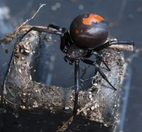 Redback Spider