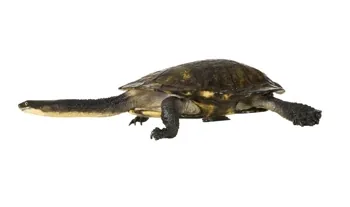 Eastern Snake necked Turtle