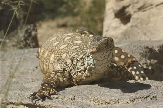 Monitor Lizard