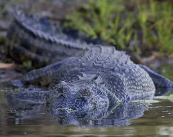 Saltwater Crocodile
