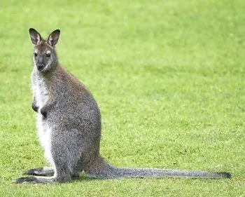 Wallaby animal