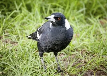 Magpie bird