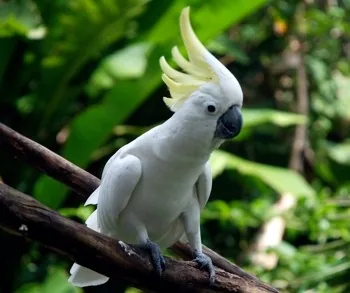 Sulfur crested Cockatoo