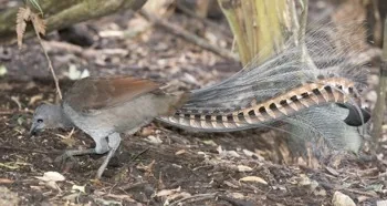 Lyrebird australian bird