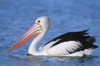Australian Pelican