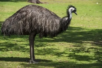 Emu flightless bird
