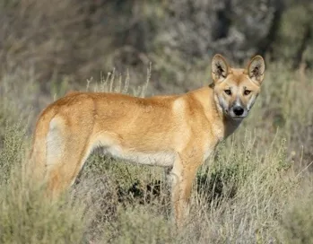 Dingo dog