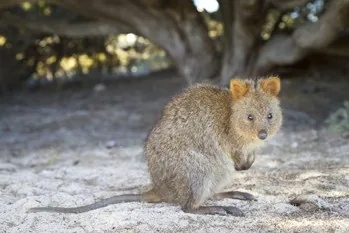 Quokka animal