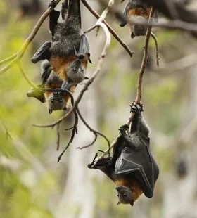 Gray headed Flying Fox