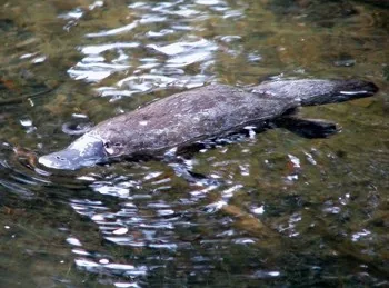 Platypus animal