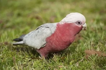 Galah bird