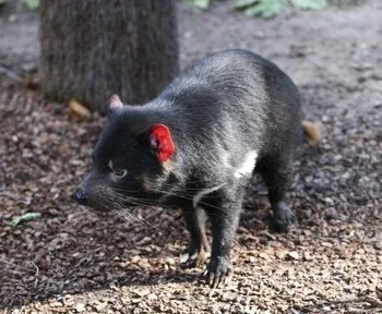 Tasmanian Devil