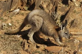 Wallaroo animal