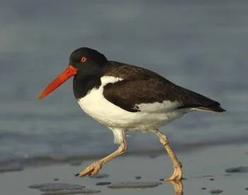 Oystercatcher bird