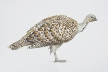 Mallee Fowl