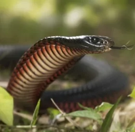 Black Snake