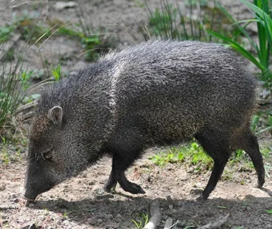 Collared peccary foraging in dry scrub