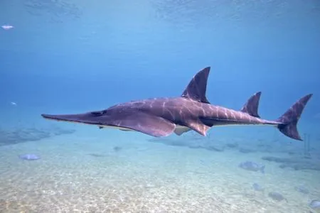 Shovelnose shark, a type of cartilaginous fish