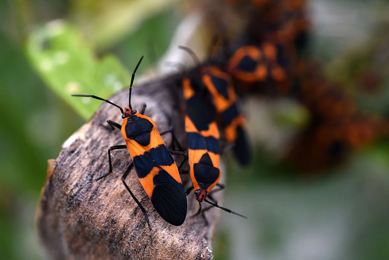Milkweed bugs on a leaf, showing multiple adults feeding together