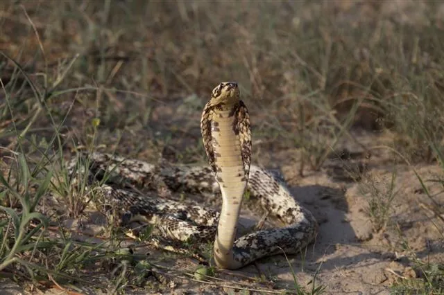 Cape cobra rearing up in a defensive posture in dry scrubland