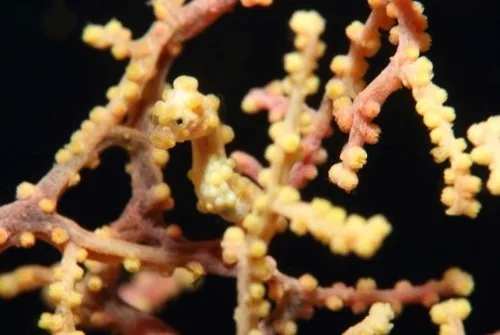 Yellow pygmy seahorse blending into yellow coral