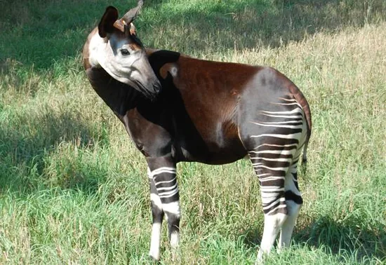 An okapi showing its striped legs