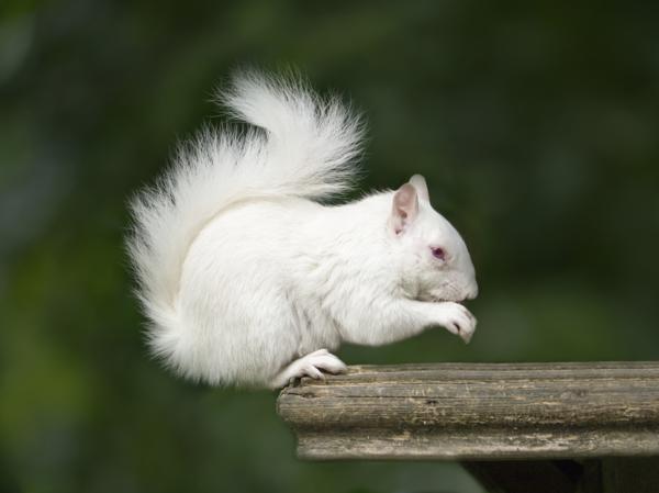 White albino squirrel on a branch, the opposite of a black squirrel