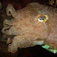 Close-up of a cuttlefish eye showing its distinctive W-shaped pupil and golden iris