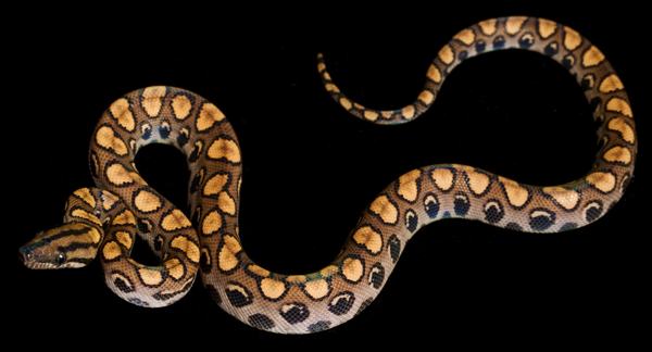 Rainbow Boa, a nonvenomous snake