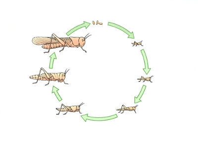 Diagram of the life cycle of a locust: egg, nymph, and adult stages.