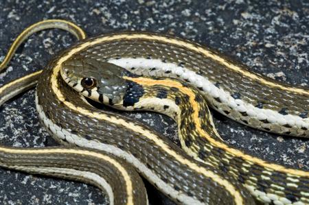 A blackneck garter snake, showing the distinctive black patches on each side of its neck.