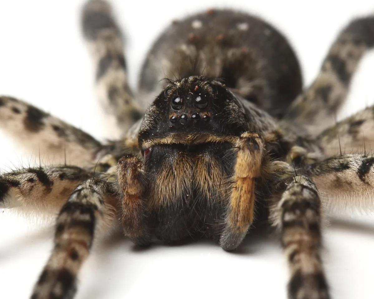 Macro close-up of a wolf spider's face showing eight eyes arranged in three rows