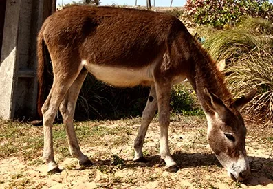 Desert donkey with reddish-brown hair