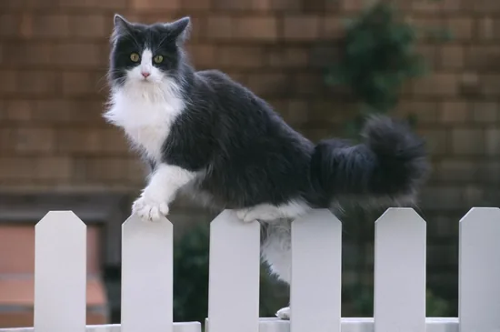 Black-and-white cat