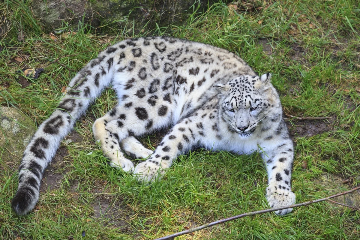 Snow leopard tail, long, thick, and spotted