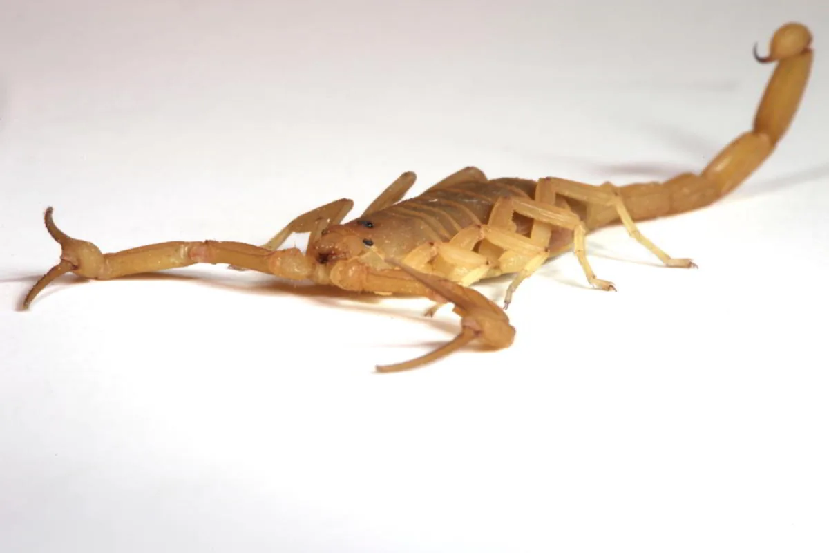Arizona bark scorpion on a rock surface showing its amber coloration