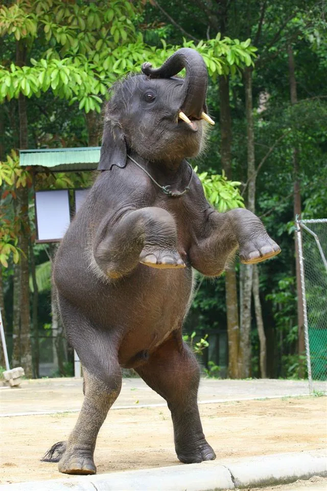 An elephant performing tricks at a show in Thailand, large crowd watching in the background
