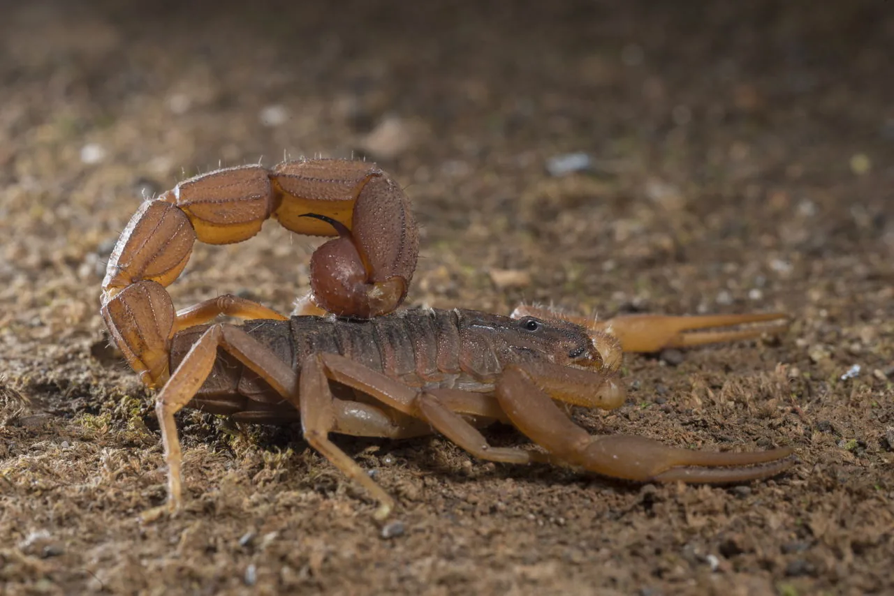 Scorpion on desert ground, a reminder to always watch your step in scorpion territory