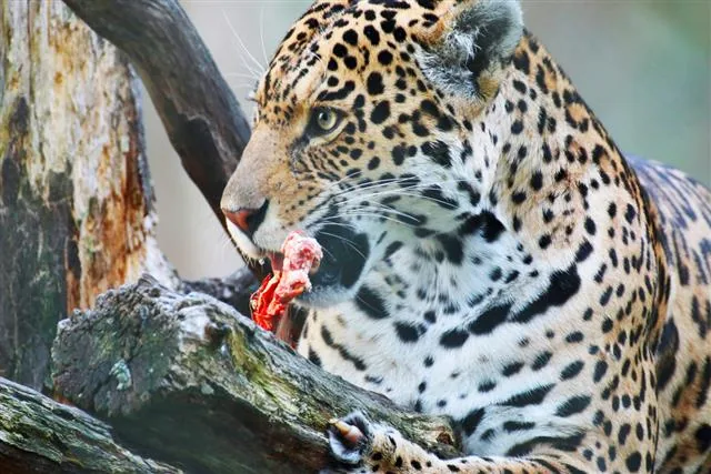 A jaguar eating prey in the wild, showing its powerful build and spotted coat
